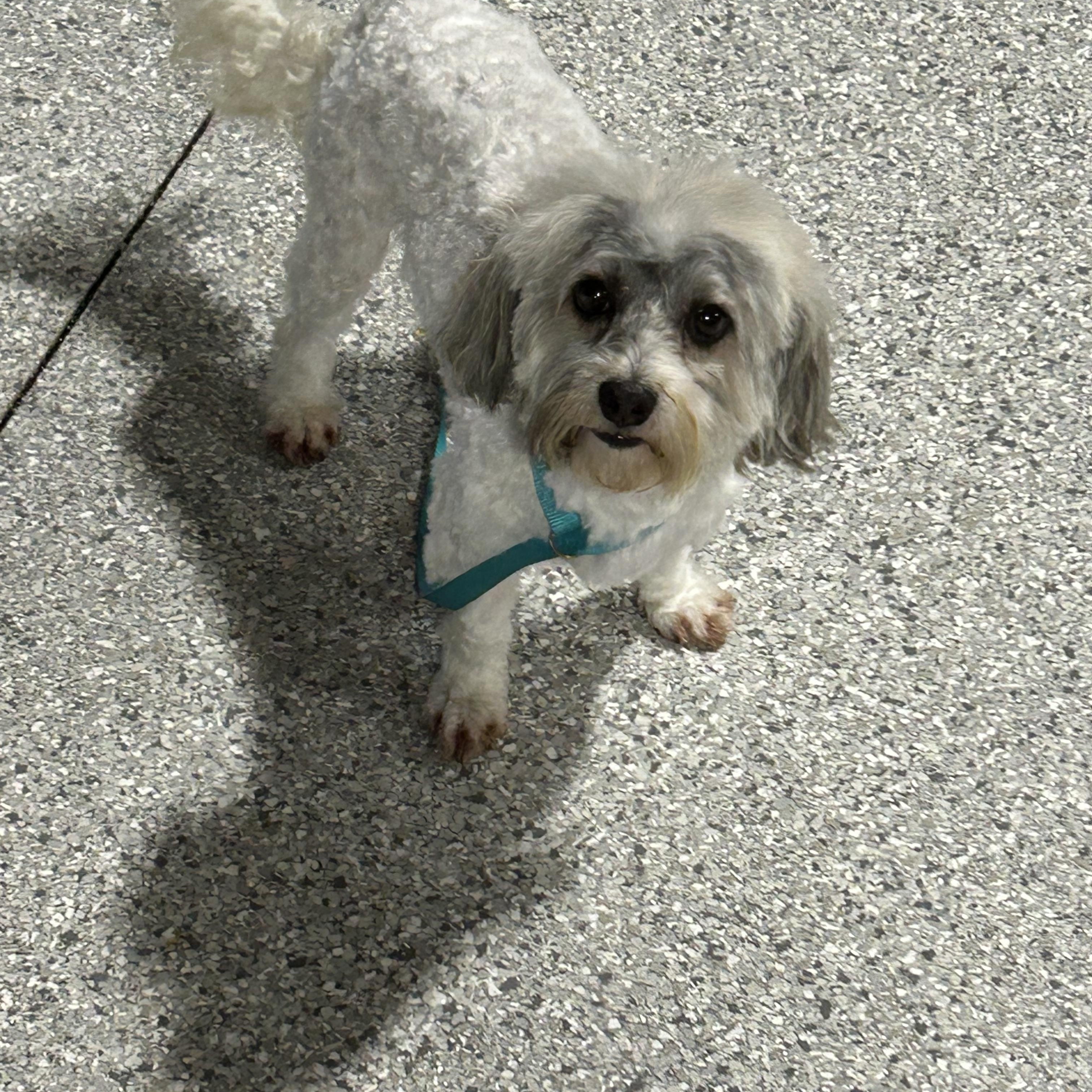 Enlarge Henry. 10 lbs, a Adoptable Havanese in Maumee , OH image 2/6