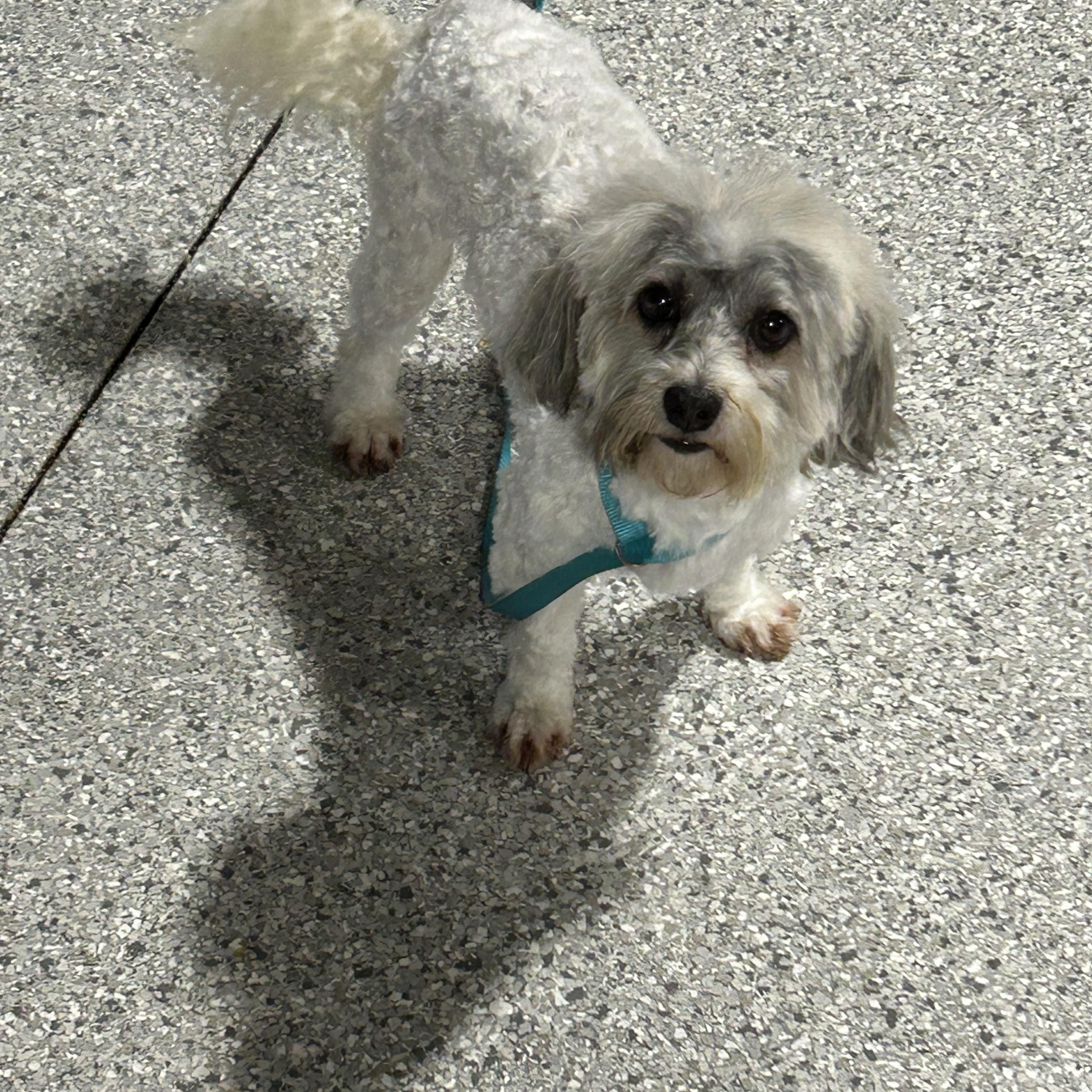 Enlarge Henry. 10 lbs, a Adoptable Havanese in Maumee , OH image 1/6