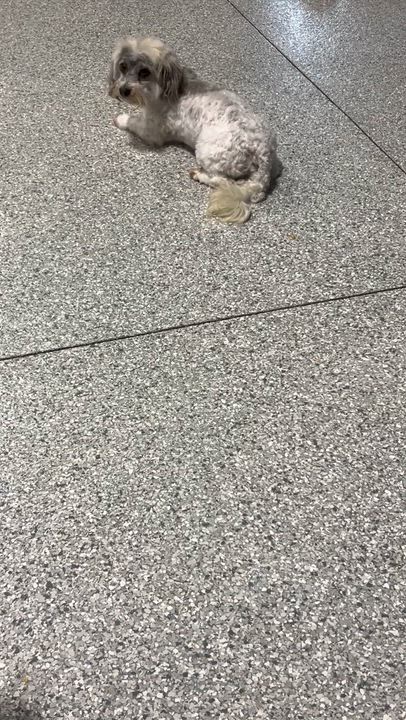 Enlarge Henry. 10 lbs, a Adoptable Havanese in Maumee , OH video 6/6