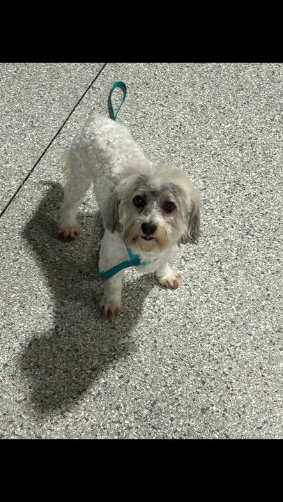Enlarge Henry. 10 lbs, a Adoptable Havanese in Maumee , OH video 5/6