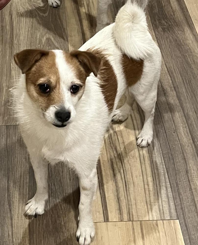 Lola, Adoptable, Adult Female Jack Russell Terrier.
