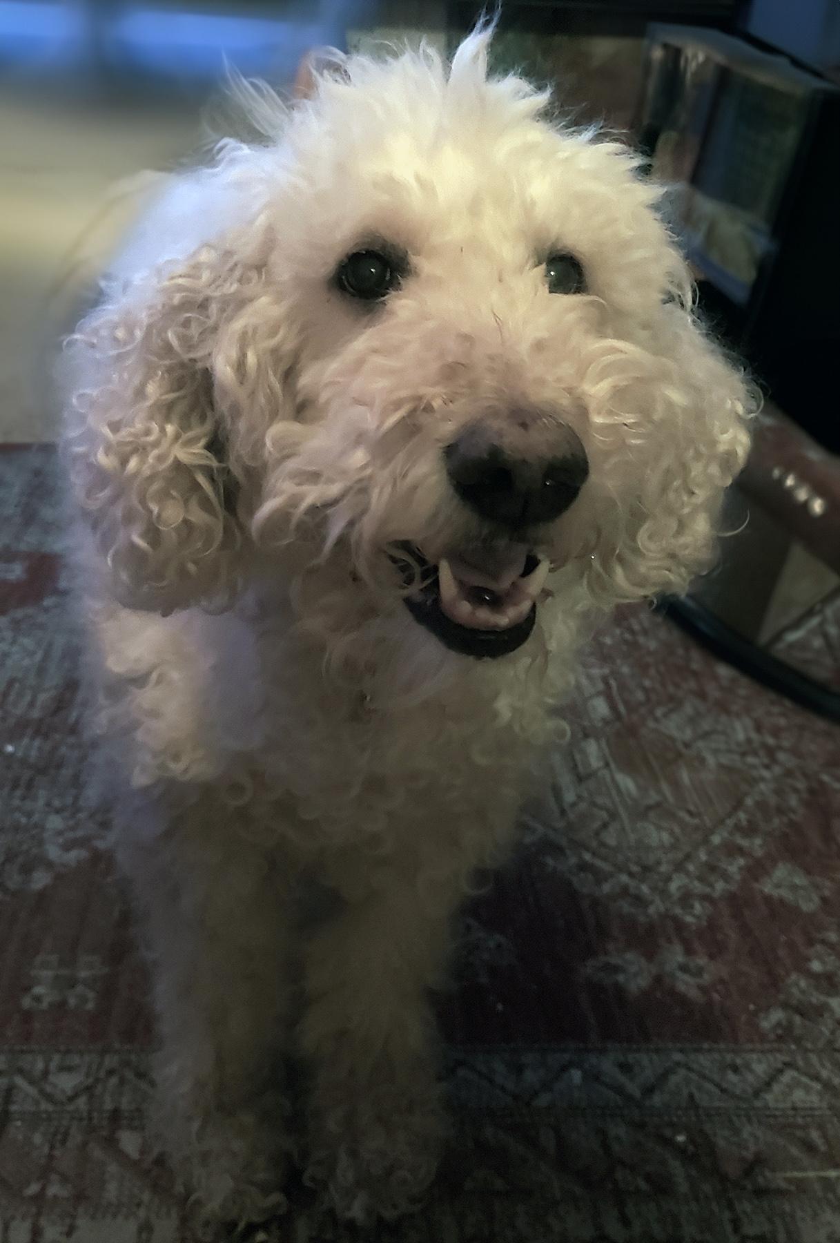 Enlarge ZIGGY, a ADOPTABLE Goldendoodle in Montreal, QC image 3/3