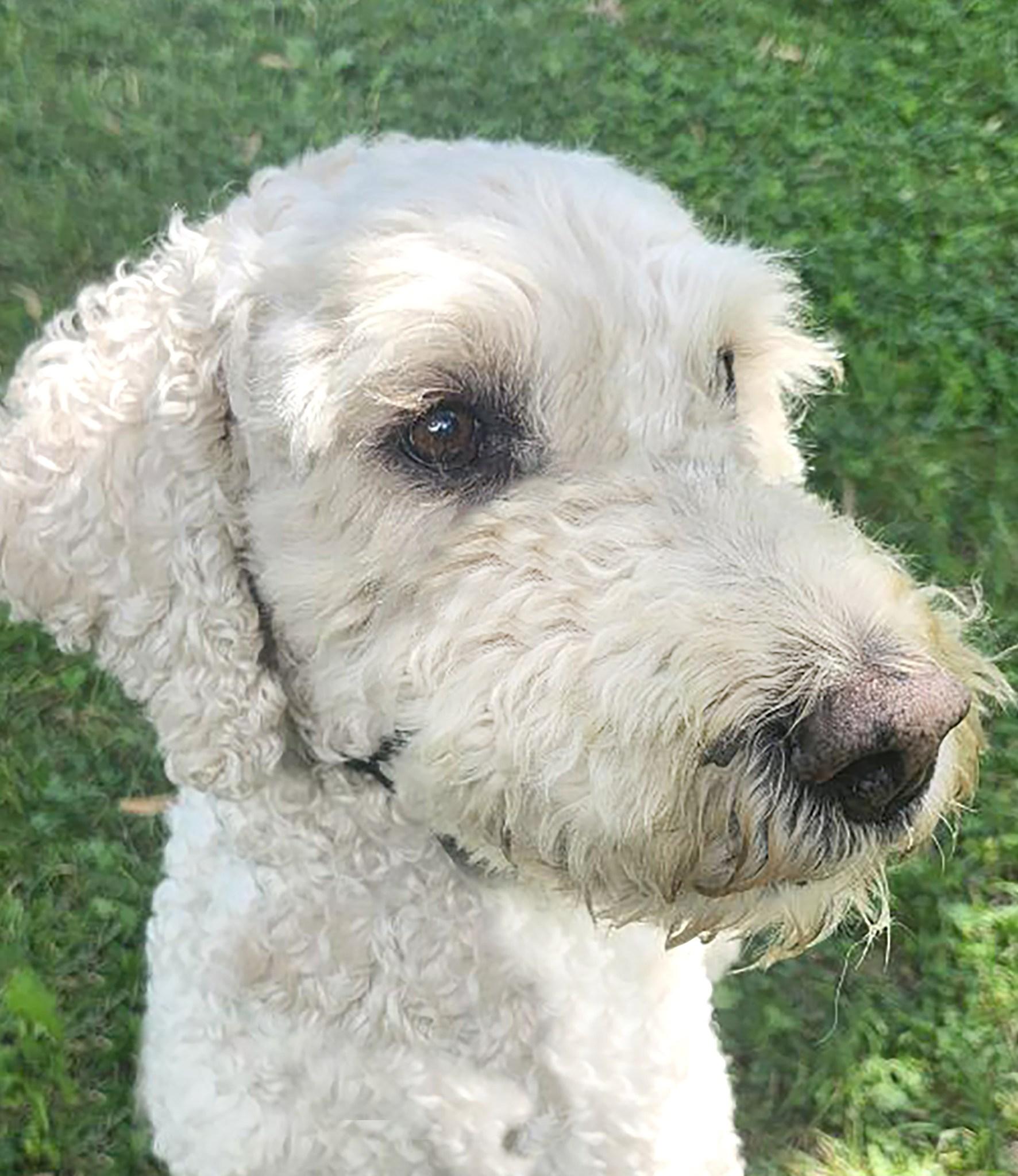 Enlarge ZIGGY, a ADOPTABLE Goldendoodle in Montreal, QC image 1/3