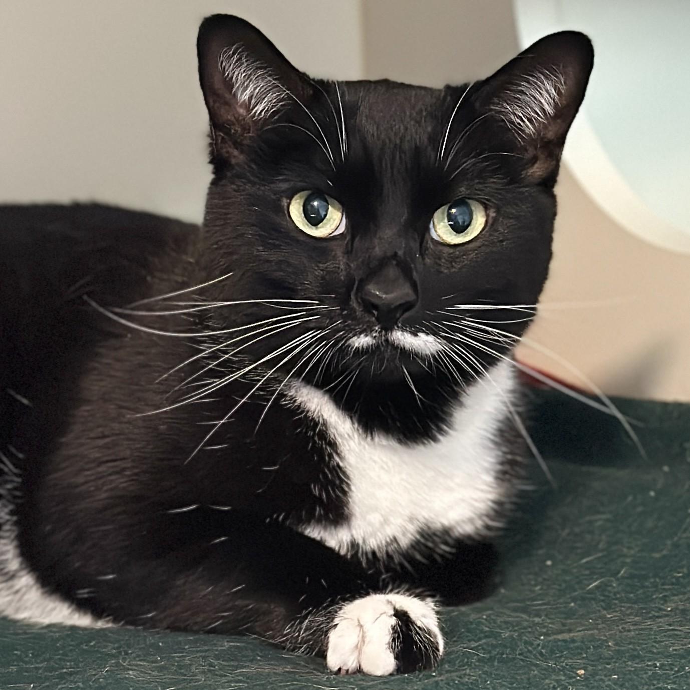 Enlarge Cleo, an adopted Domestic Short Hair in Victor, NY image 3/4