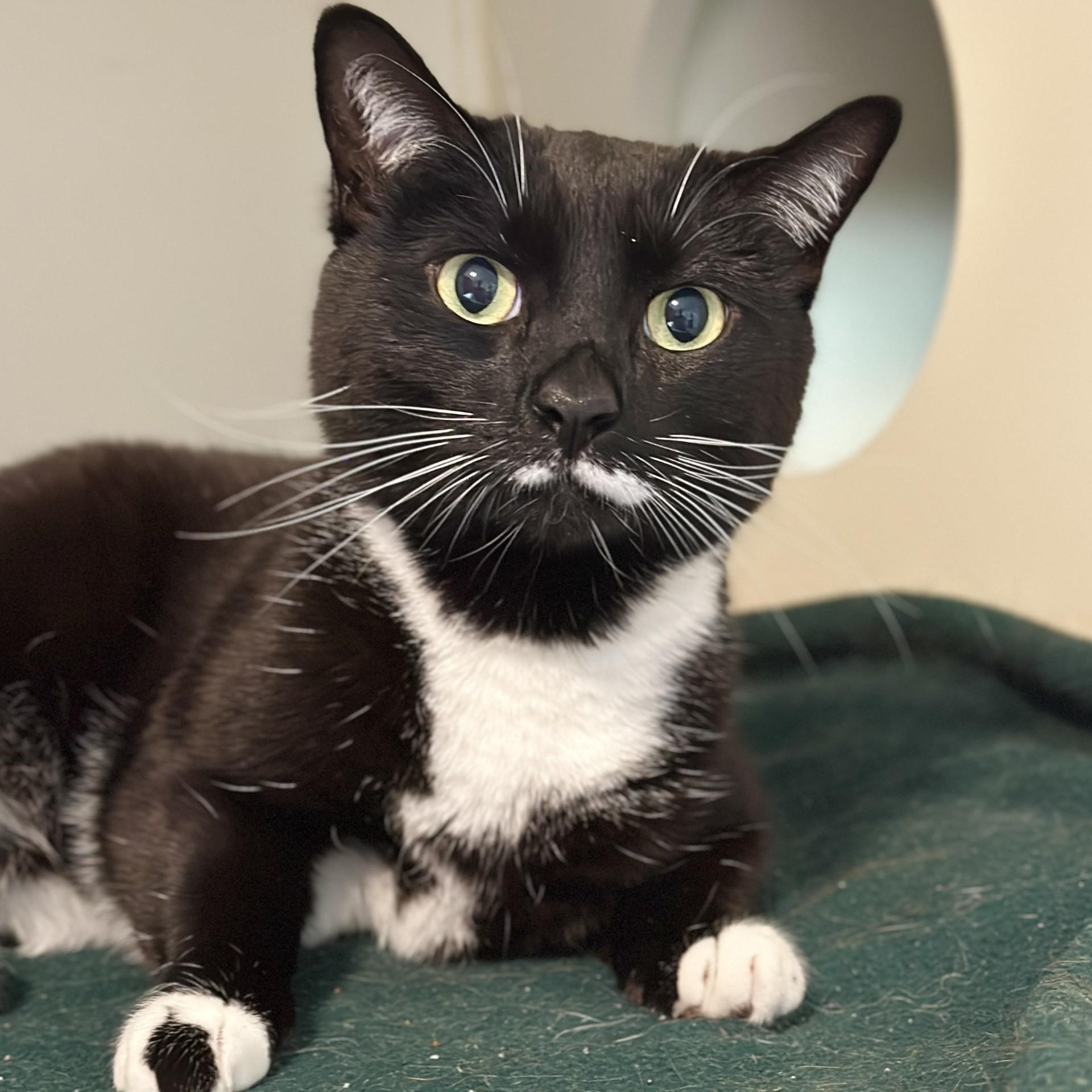 Enlarge Cleo, an adopted Domestic Short Hair in Victor, NY image 2/4