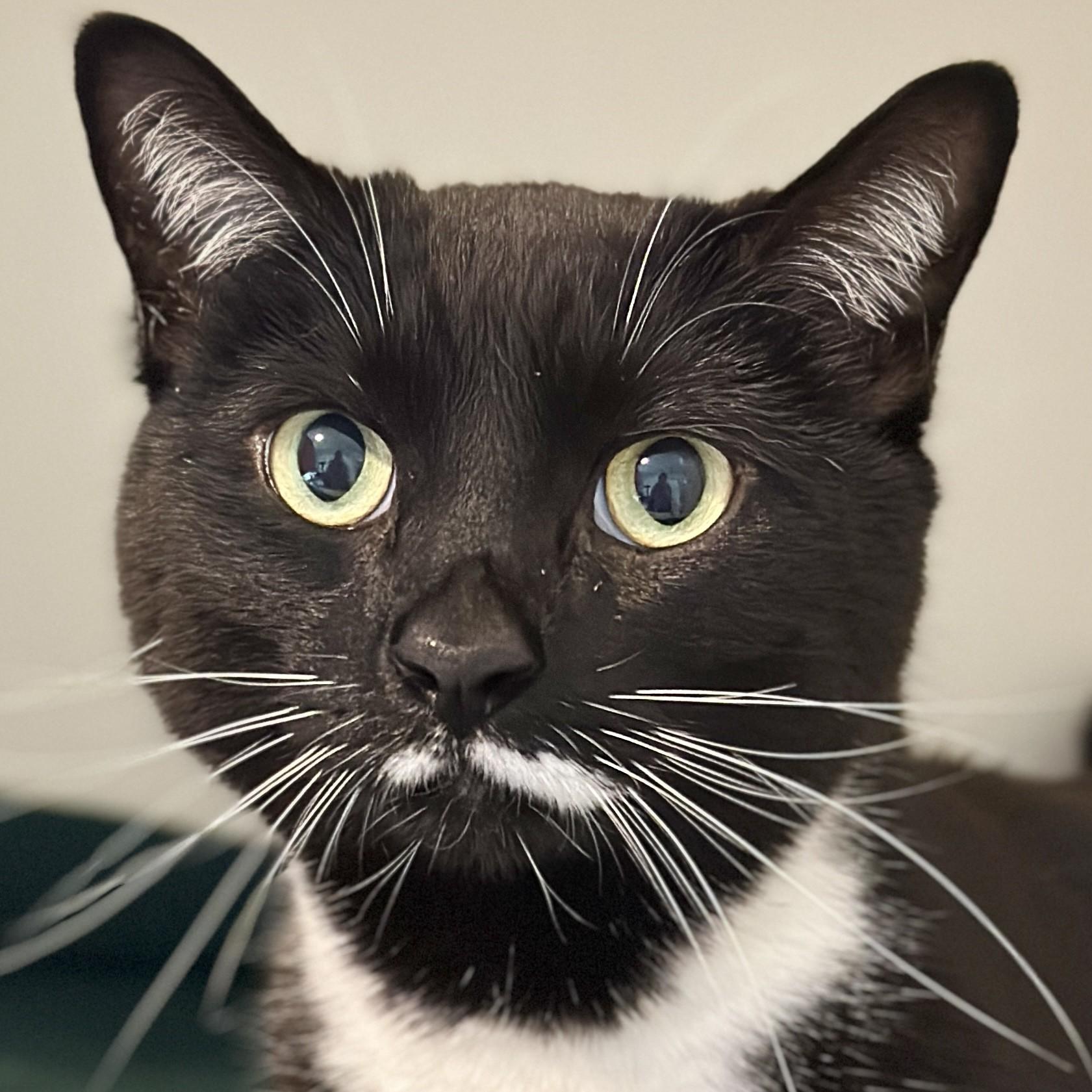 Cleo, adopted, Adult Female Domestic Short Hair.