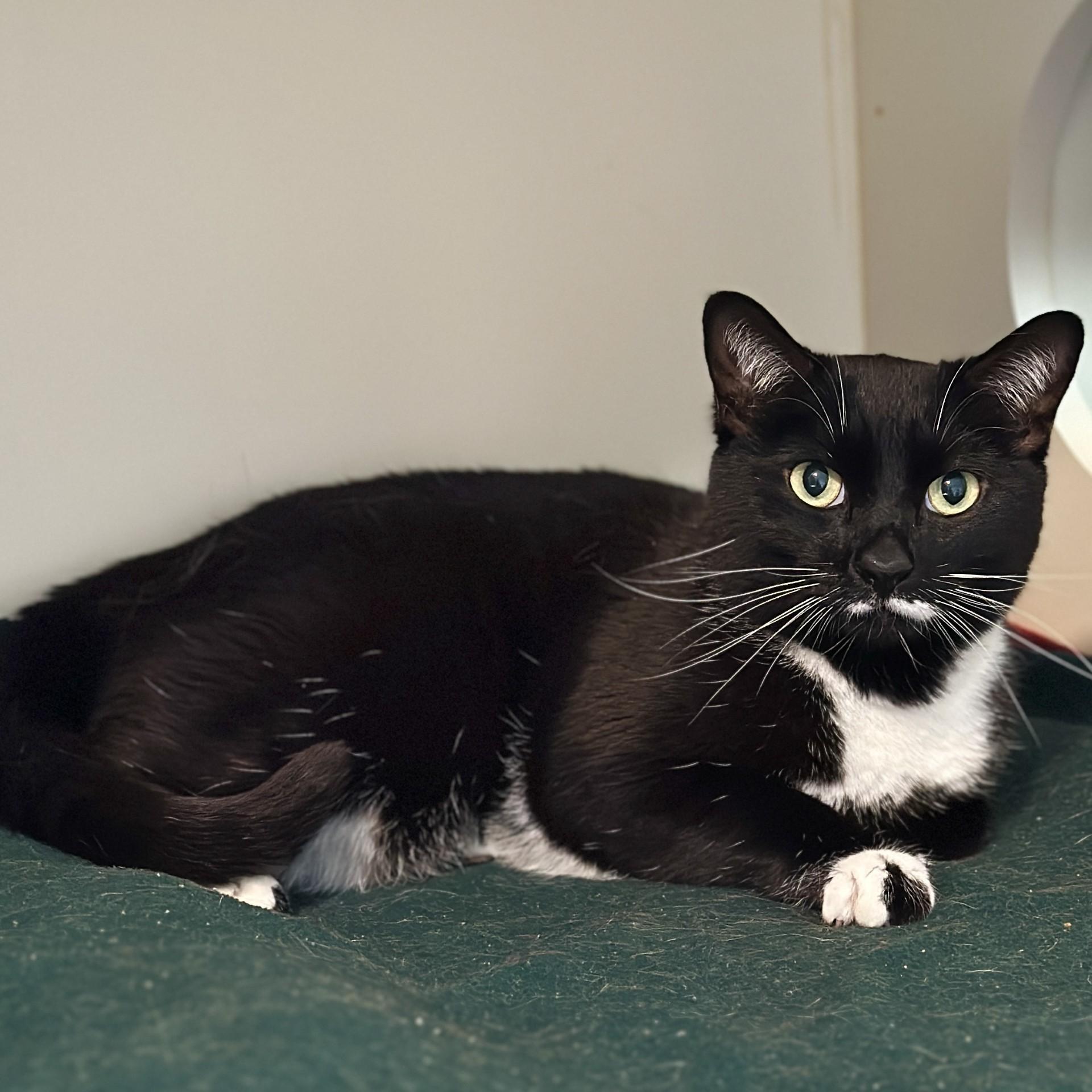 Enlarge Cleo, an adopted Domestic Short Hair in Victor, NY image 4/4