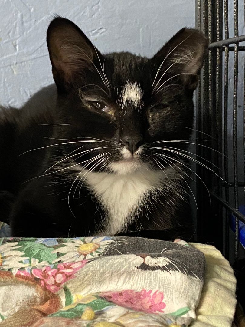 Enlarge Winter, a Adoptable Domestic Short Hair in New Richmond, WI image 1/1