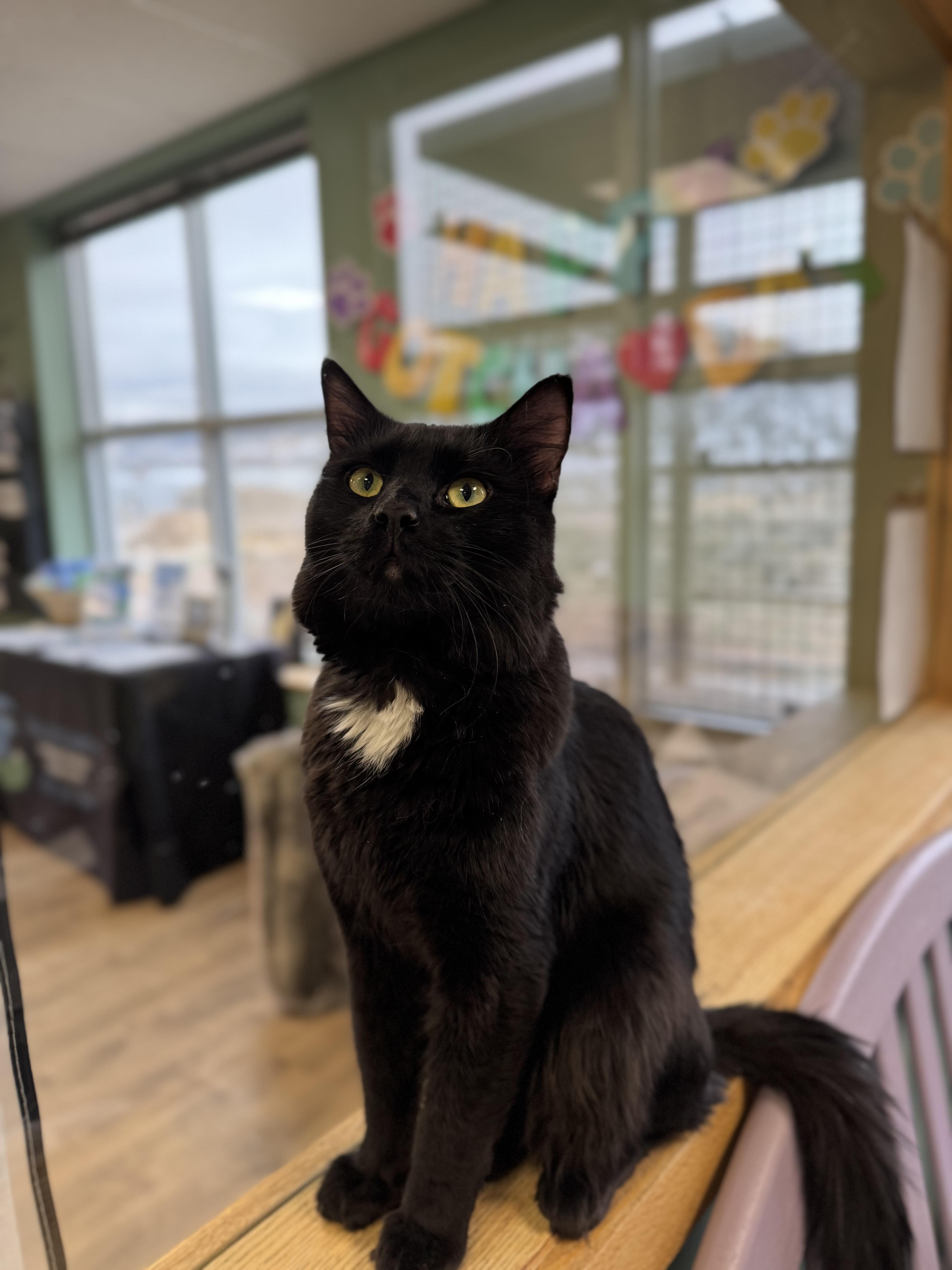 Groot, adopted, Adult Male Domestic Long Hair.