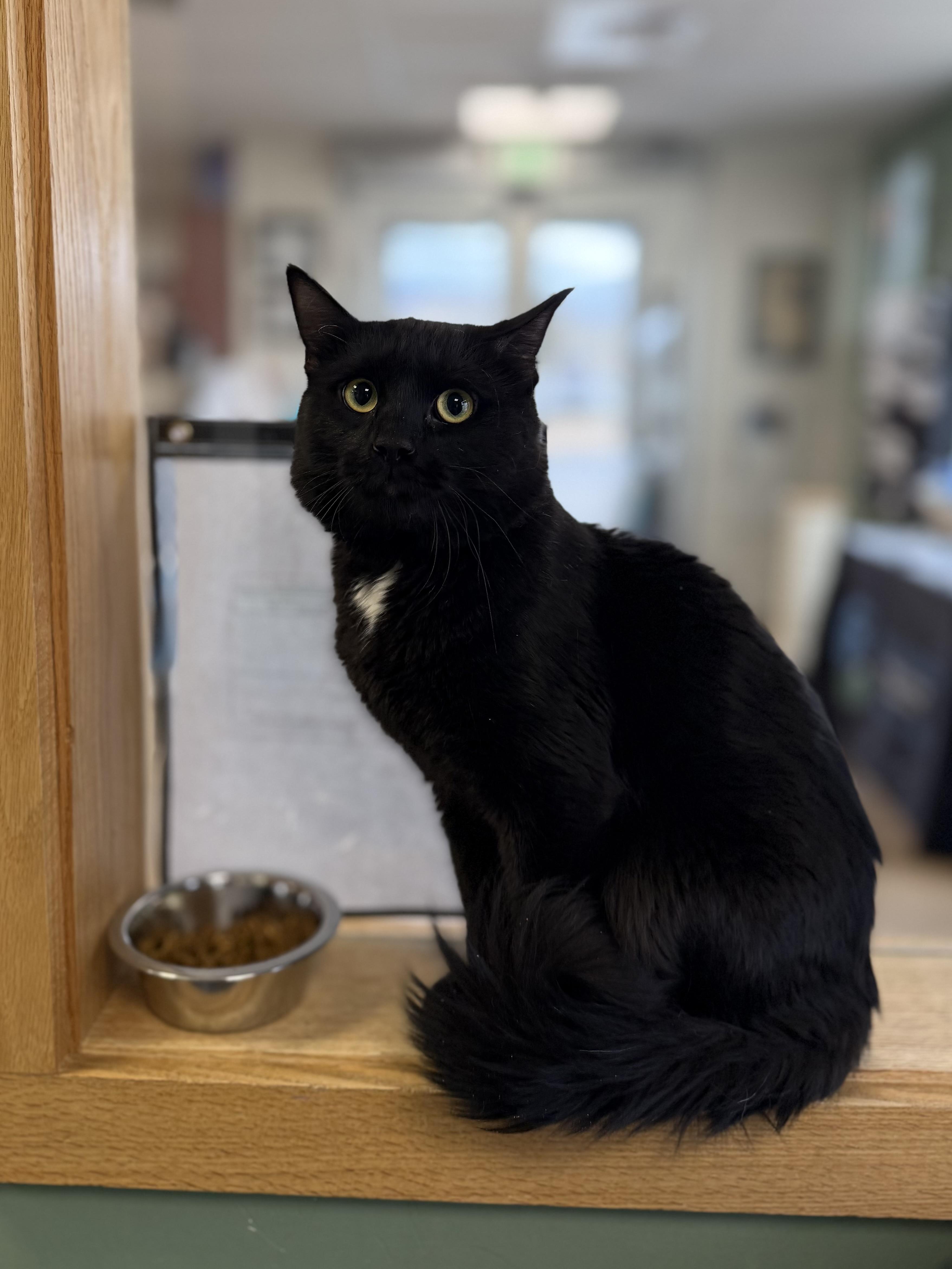 Enlarge Groot, an adopted Domestic Long Hair in Eagle, CO image 2/3