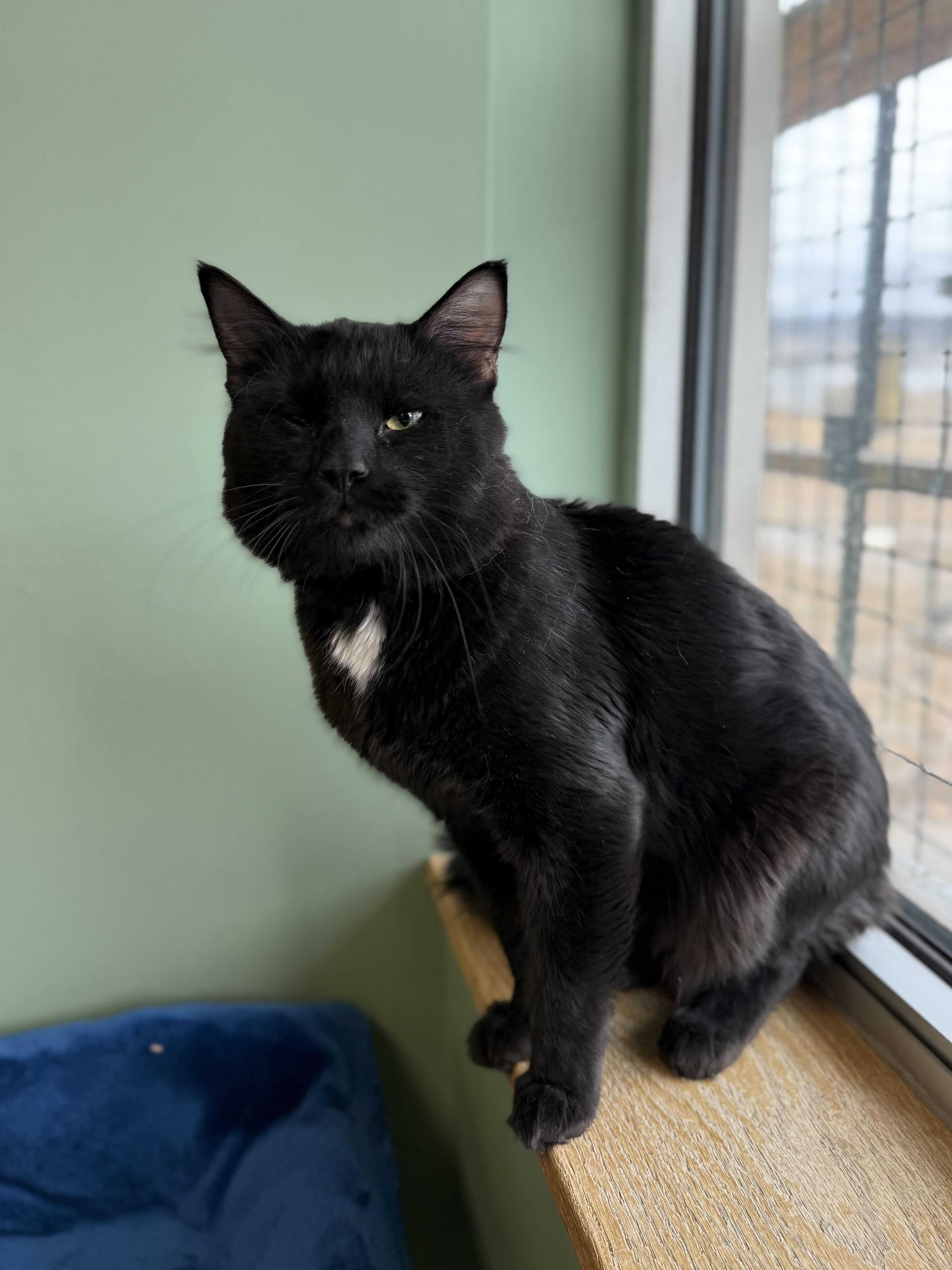 Enlarge Groot, an adopted Domestic Long Hair in Eagle, CO image 3/3