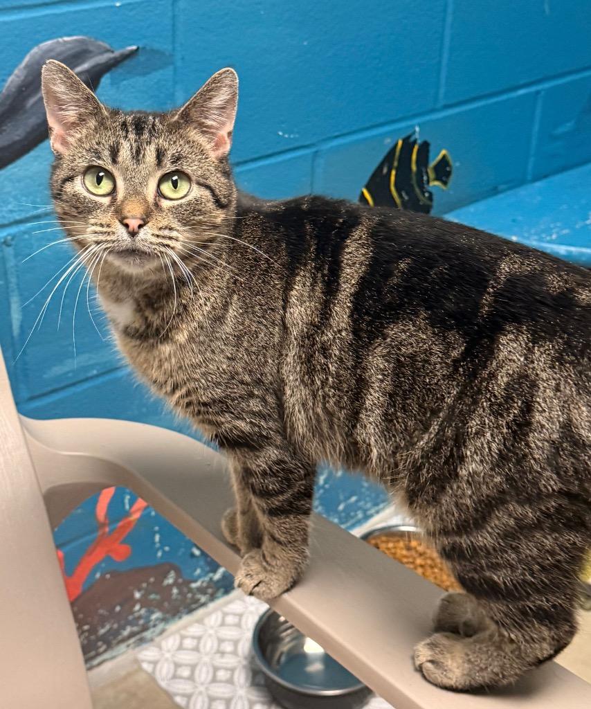 Enlarge Madonna, a Adoptable mixed breed in Defiance, OH image 1/6