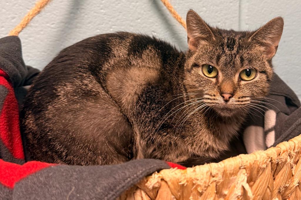 Madonna, a Adoptable mixed breed in Defiance, OH image 1/6
