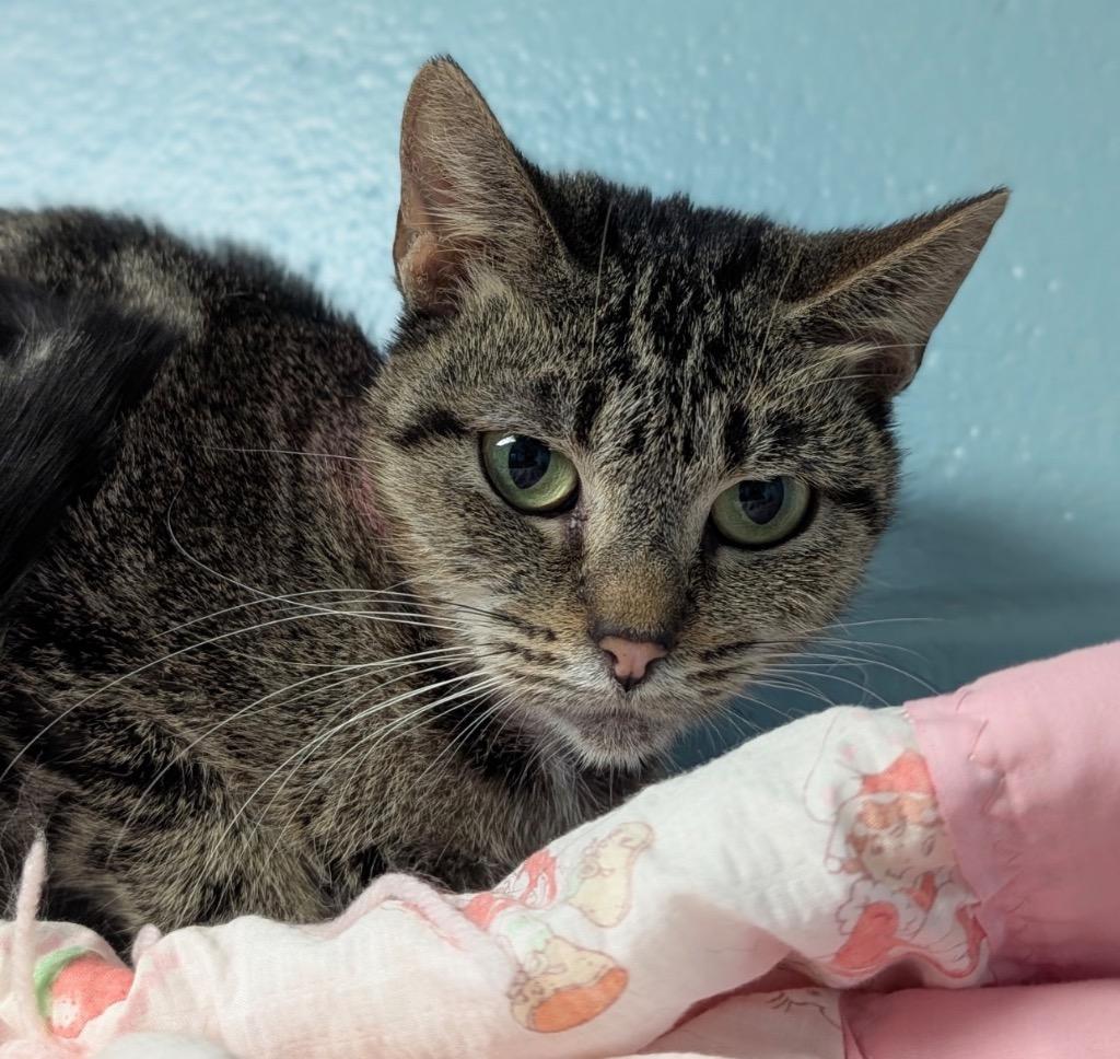 Madonna, a Adoptable mixed breed in Defiance, OH image 2/6