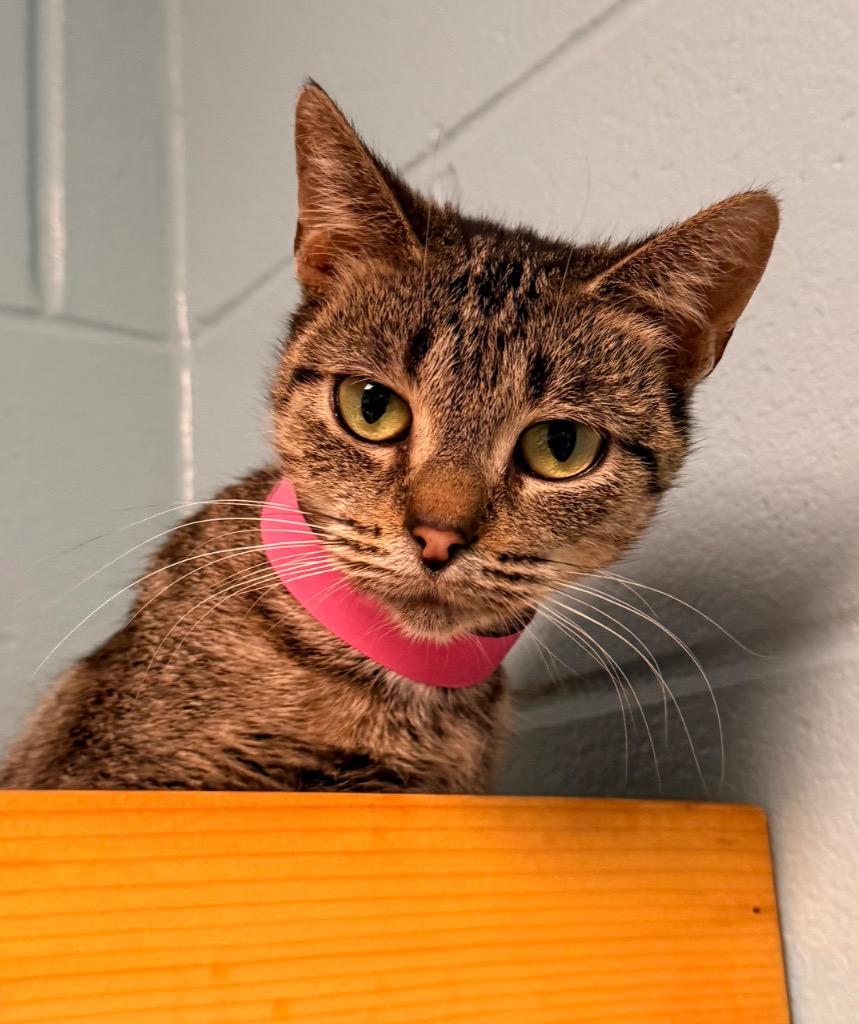 Madonna, a Adoptable mixed breed in Defiance, OH image 4/6
