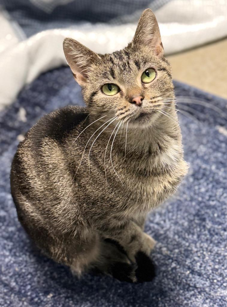 Madonna, a Adoptable mixed breed in Defiance, OH image 5/6