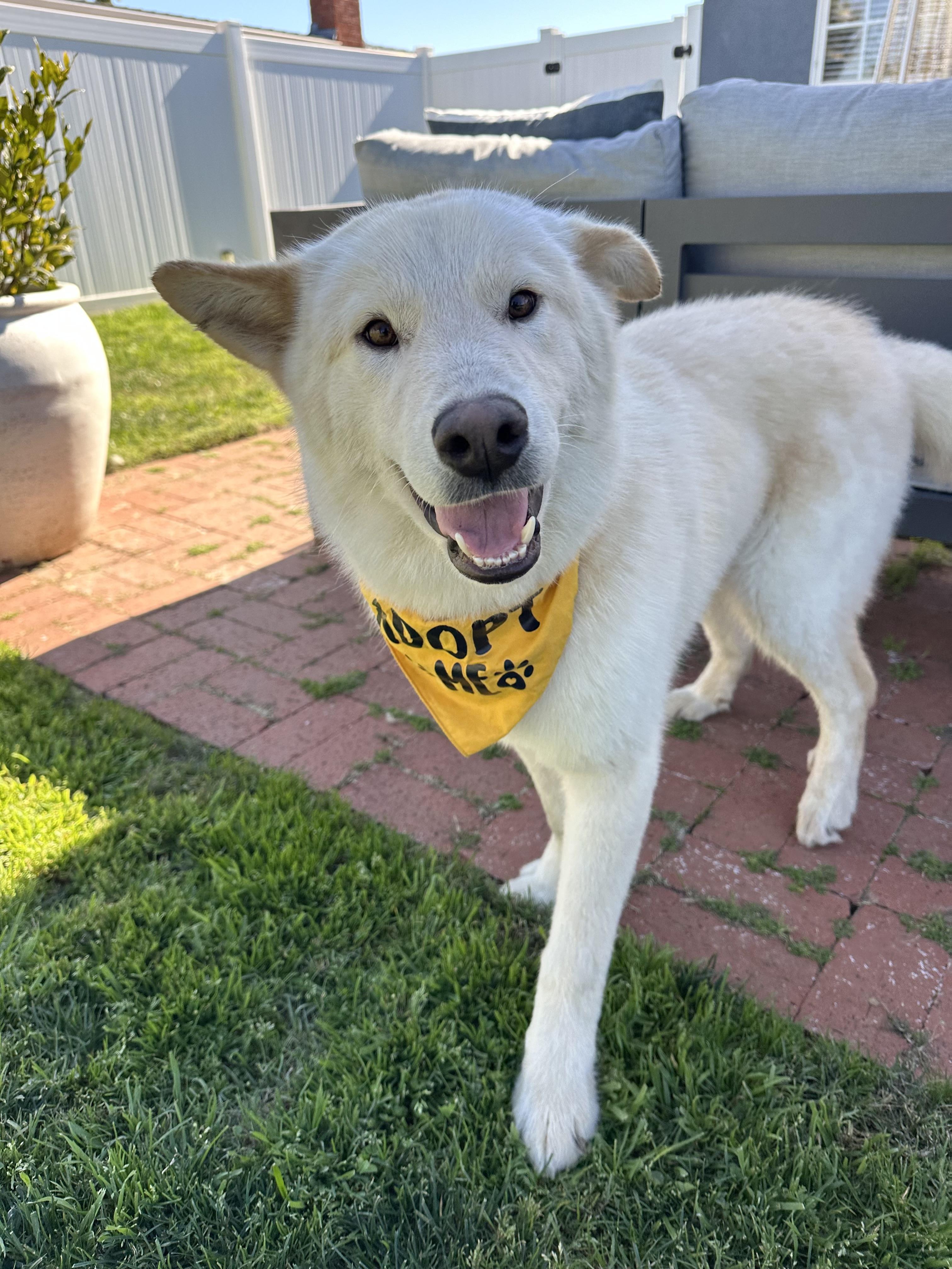 Enlarge Mickey, a Adoptable mixed breed in San Diego, CA image 5/6