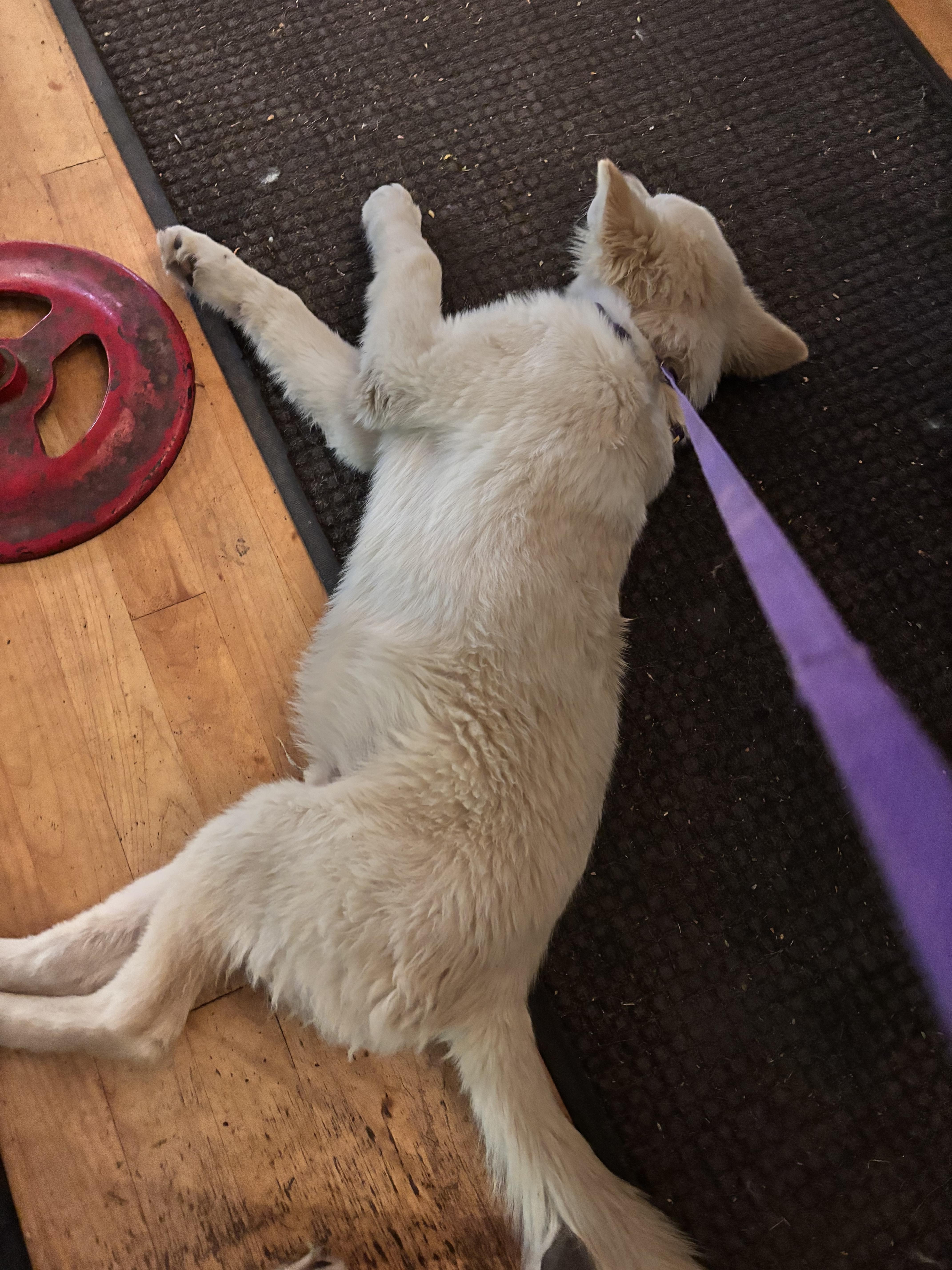 Mickey, Adoptable, Young Male Great Pyrenees.