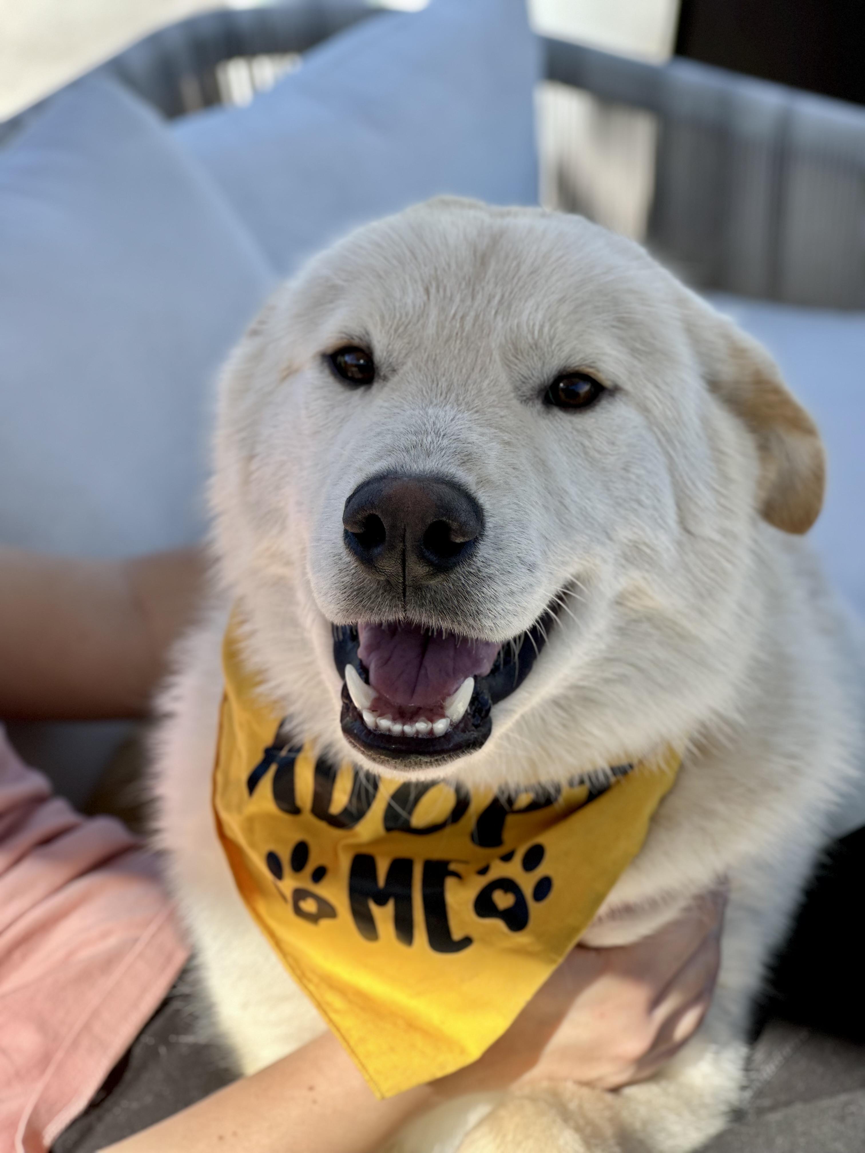 Enlarge Mickey, a Adoptable mixed breed in San Diego, CA image 6/6