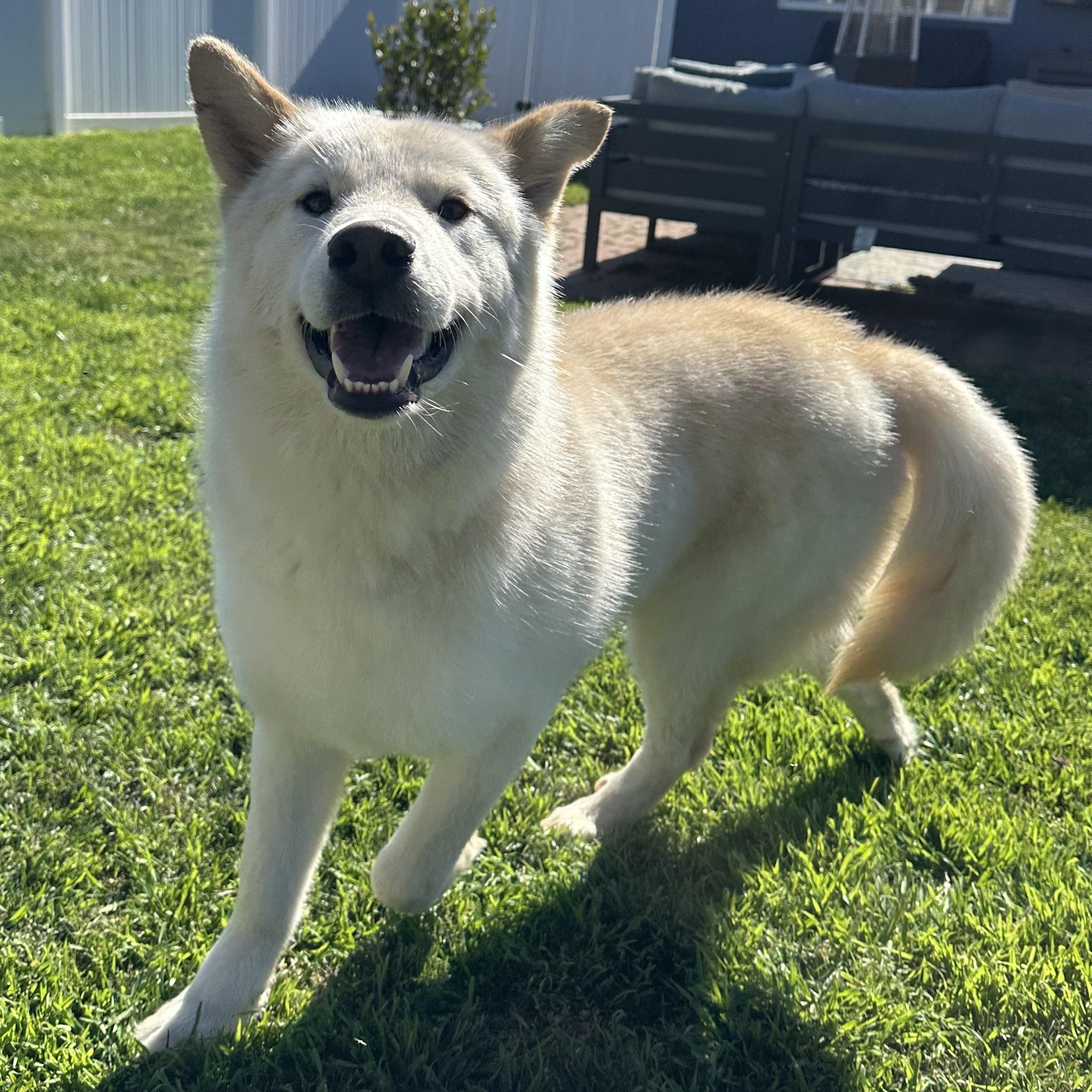 Enlarge Mickey, a Adoptable mixed breed in San Diego, CA image 3/6