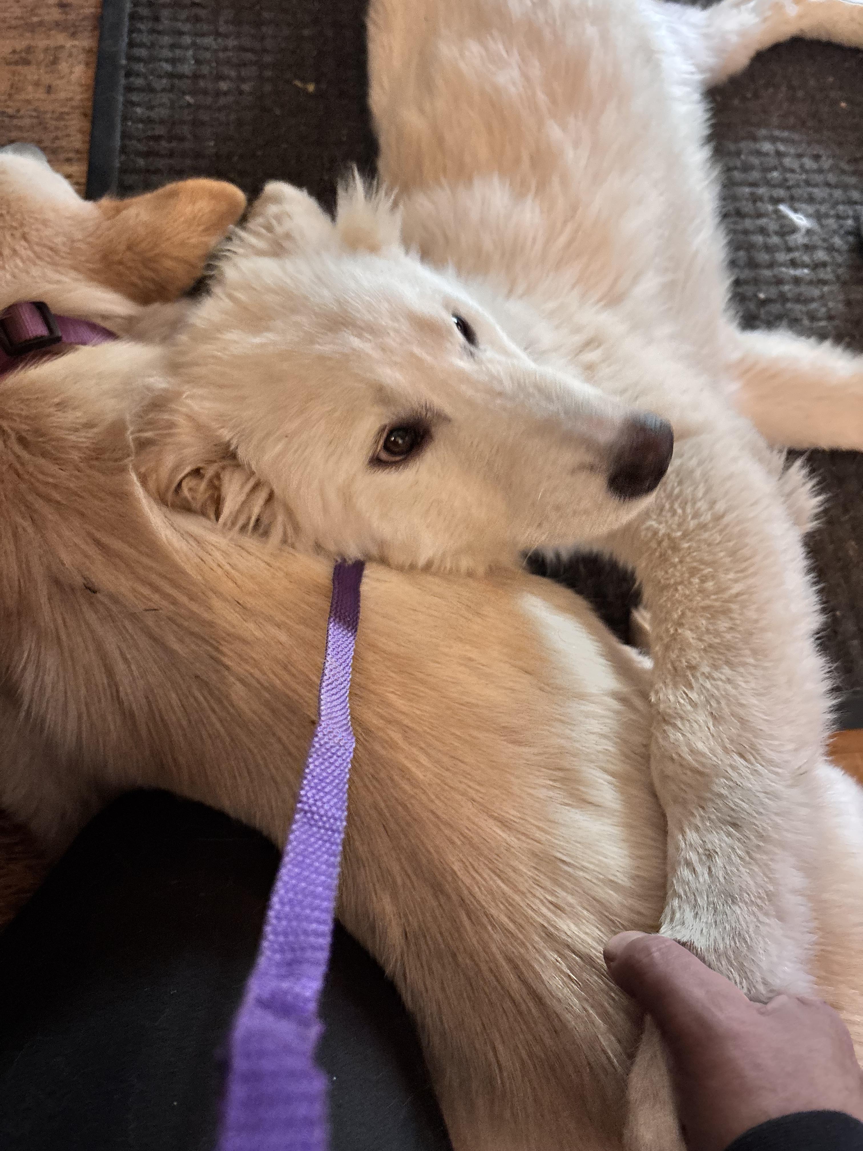 Enlarge Mickey, a Adoptable mixed breed in San Diego, CA image 3/4