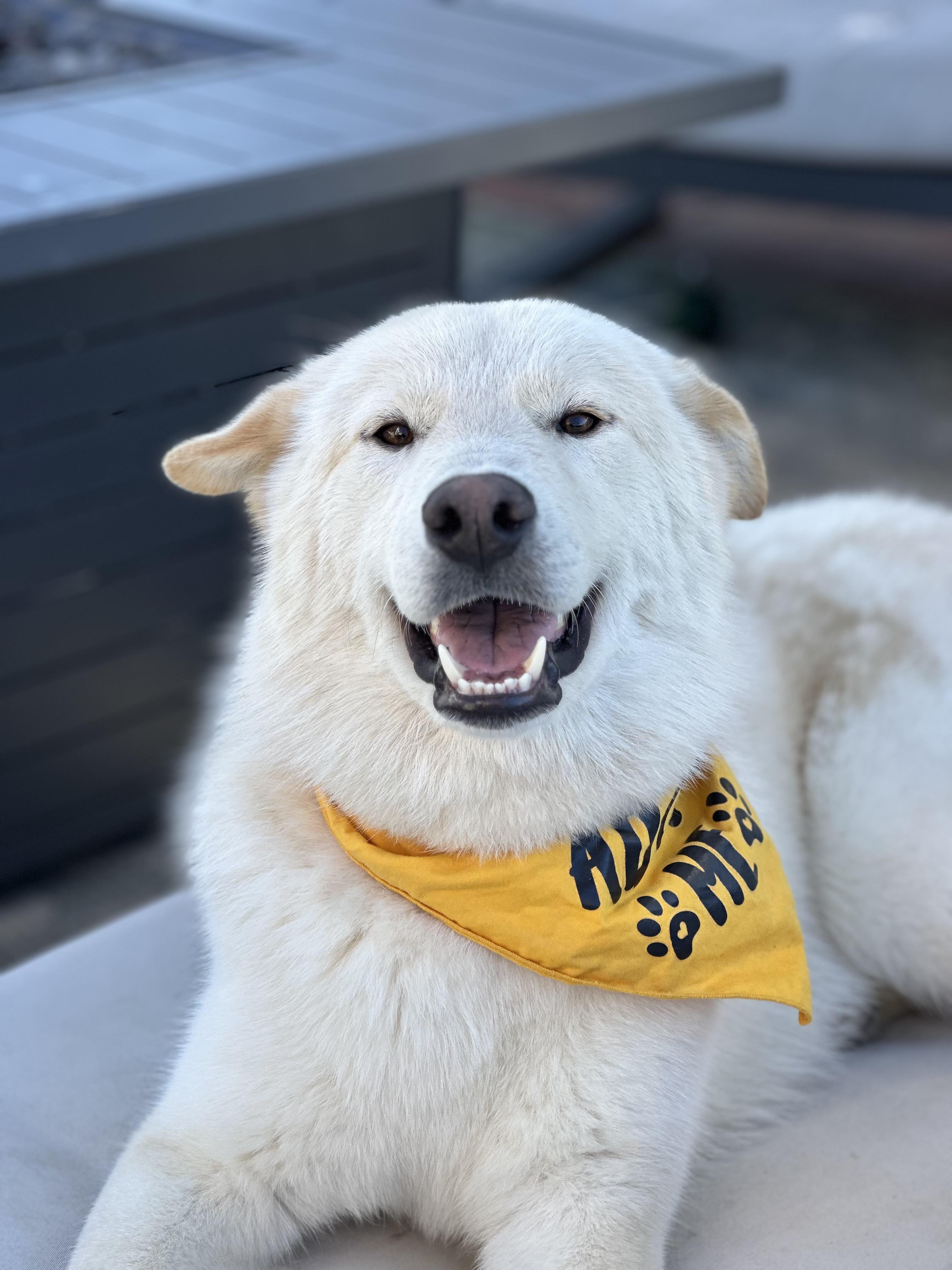 Enlarge Mickey, a Adoptable mixed breed in San Diego, CA image 1/6