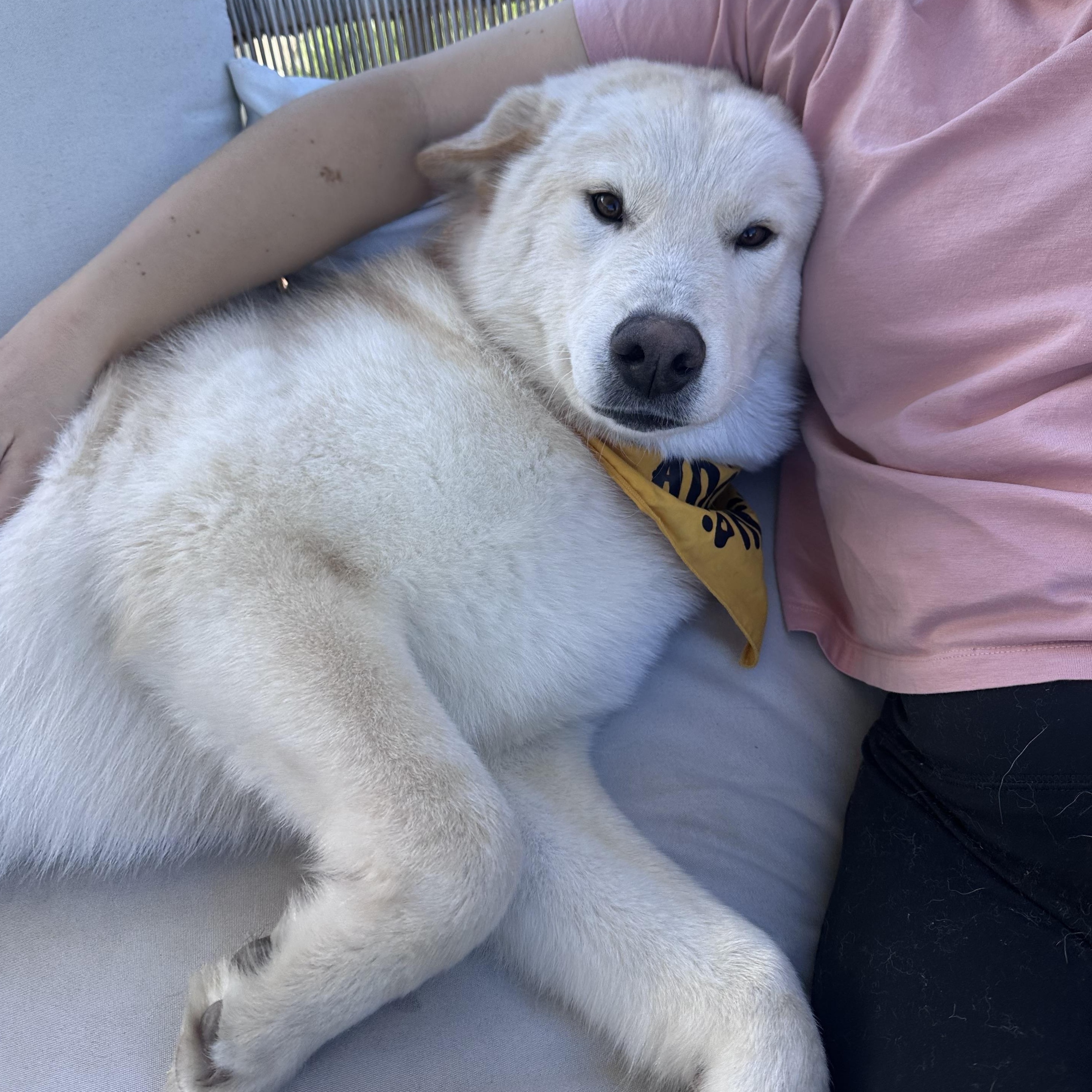 Enlarge Mickey, a Adoptable mixed breed in San Diego, CA image 2/6