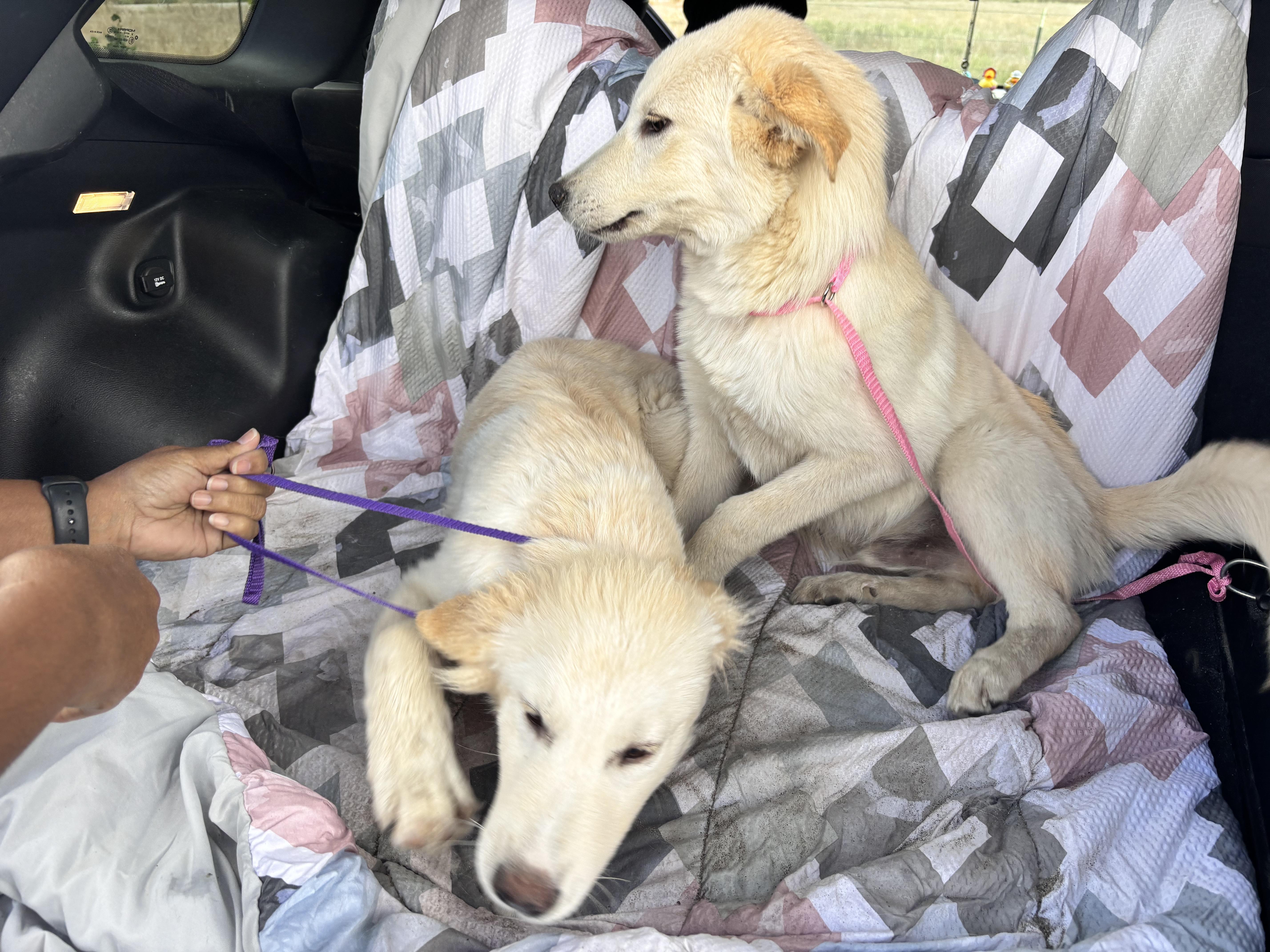 Enlarge Mickey, a Adoptable mixed breed in San Diego, CA image 4/4