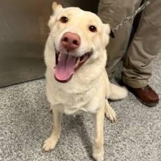 Enlarge Honey (ID 52676), an adopted Labrador Retriever in Manassas, VA image 1/1