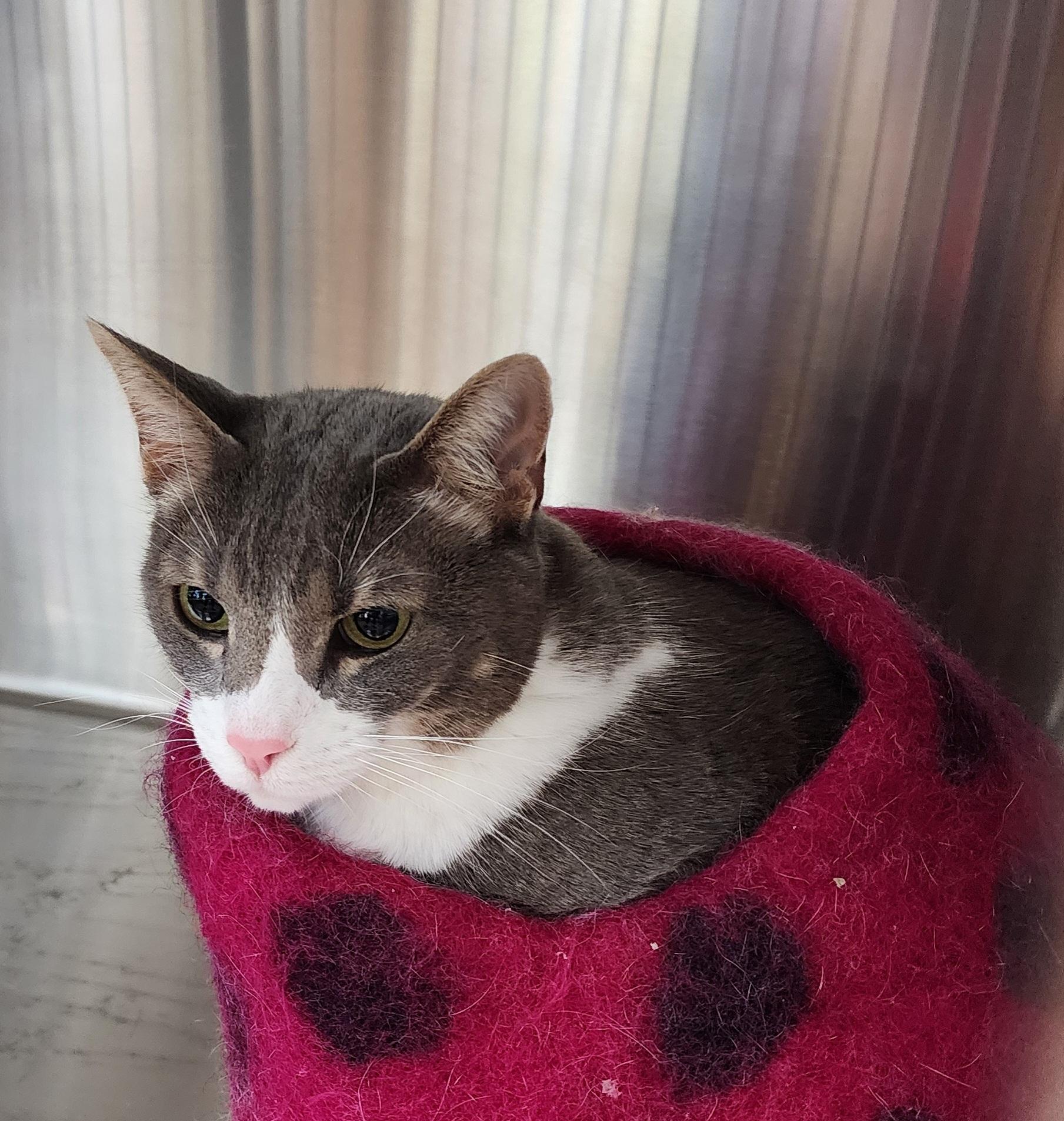 Axel, a ADOPTABLE American Shorthair in Alvin, TX image 1/5