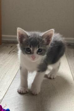 Axel, a ADOPTABLE American Shorthair in Alvin, TX image 4/5