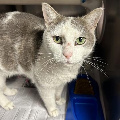 Enlarge Buster/Crane, a ADOPTABLE Domestic Short Hair in North Myrtle Beach, SC image 3/5