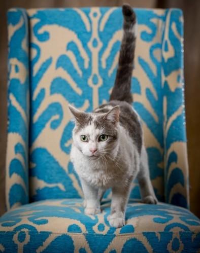 Buster/Crane, ADOPTABLE, Adult Male Domestic Short Hair.