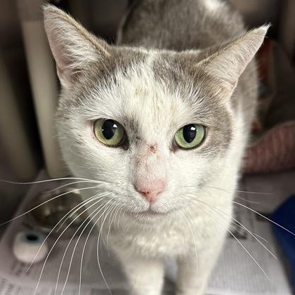 Enlarge Buster/Crane, a ADOPTABLE Domestic Short Hair in North Myrtle Beach, SC image 2/5