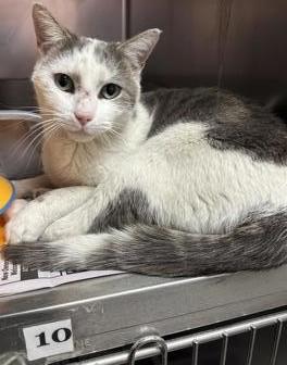 Enlarge Buster/Crane, a ADOPTABLE Domestic Short Hair in North Myrtle Beach, SC image 4/5