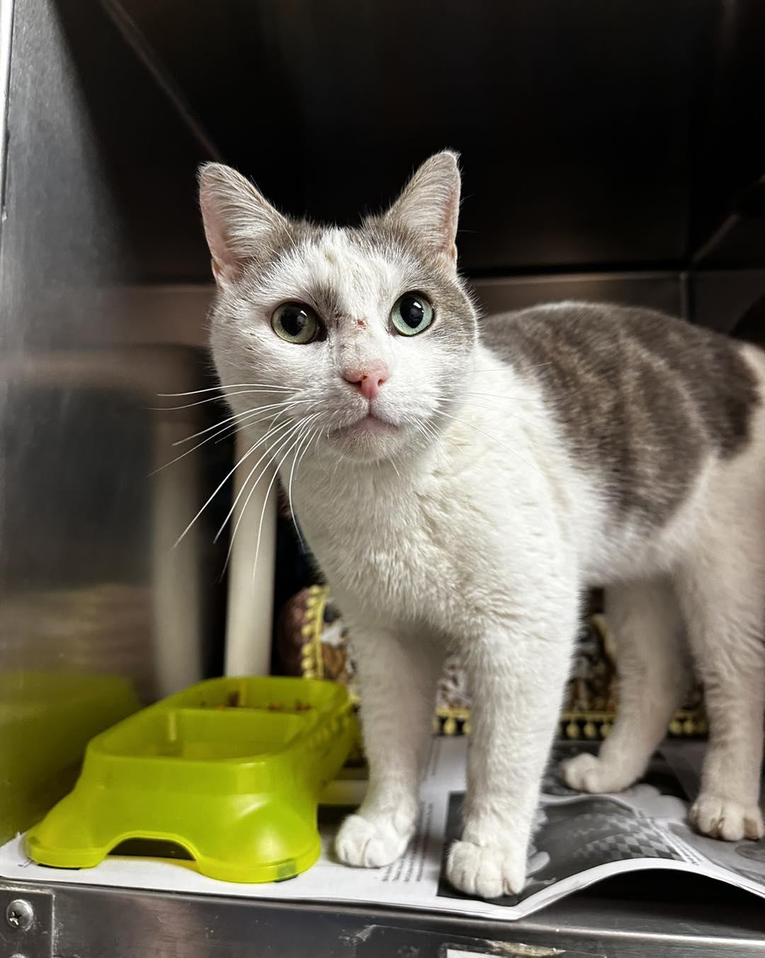 Enlarge Buster/Crane, a ADOPTABLE Domestic Short Hair in North Myrtle Beach, SC image 5/5