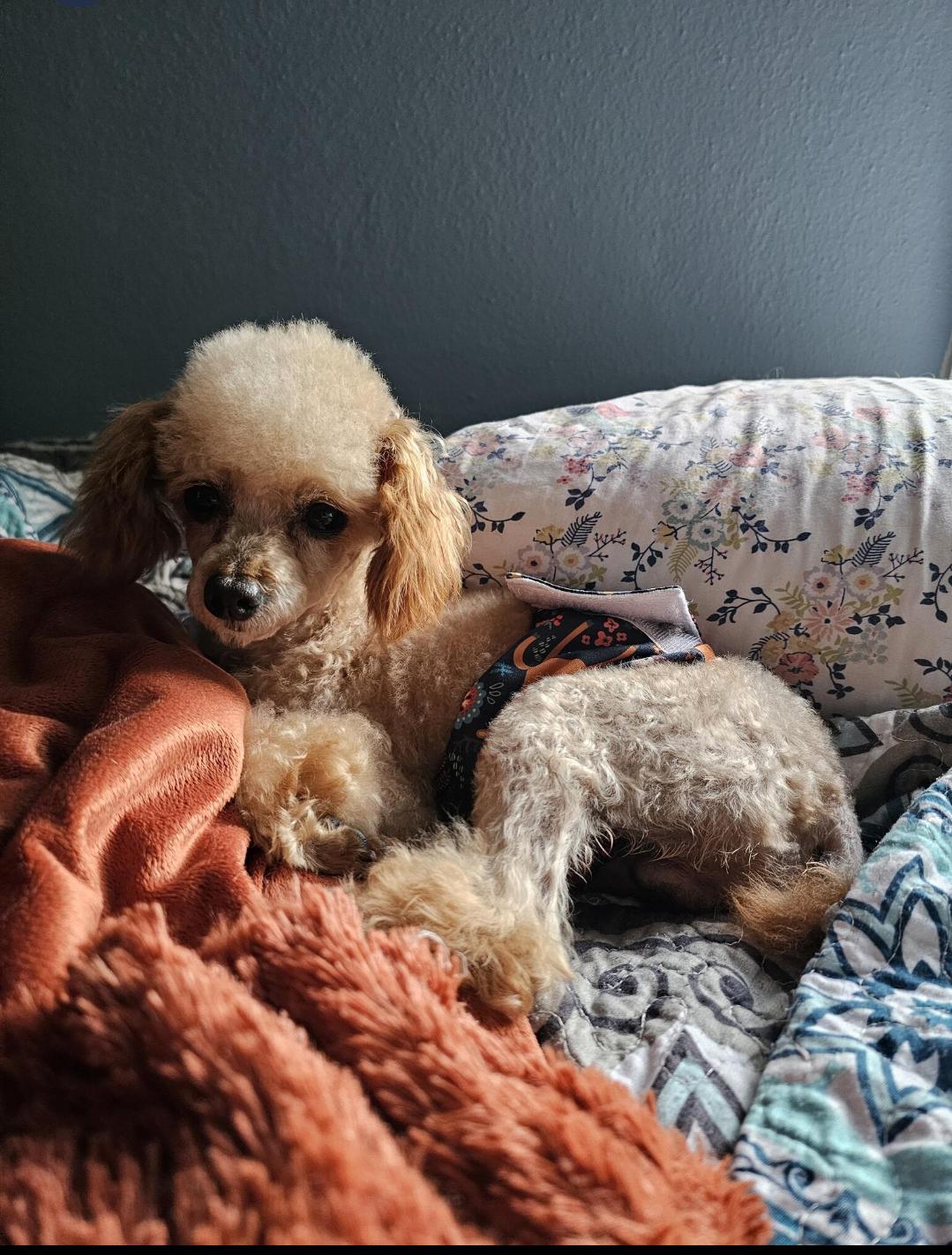 Jack, Adoptable, Adult Male Poodle.