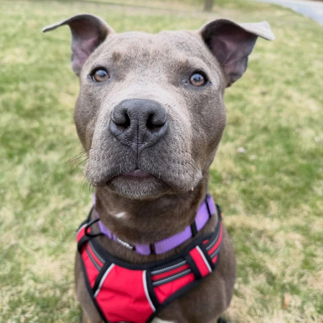 Enlarge Astro, an adopted mixed breed in Detroit, MI image 1/3