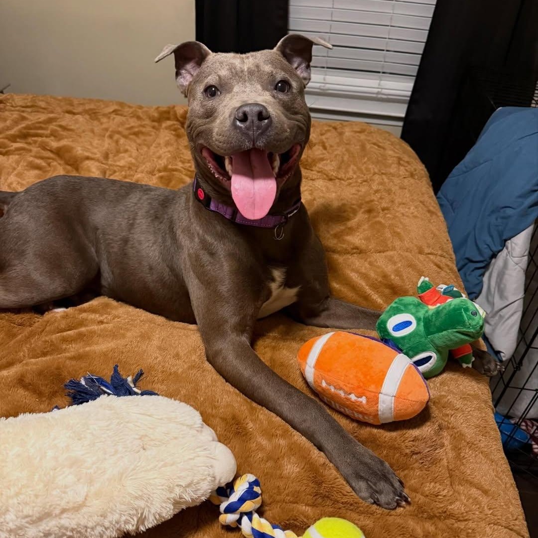 Enlarge Astro, an adopted mixed breed in Detroit, MI image 2/3