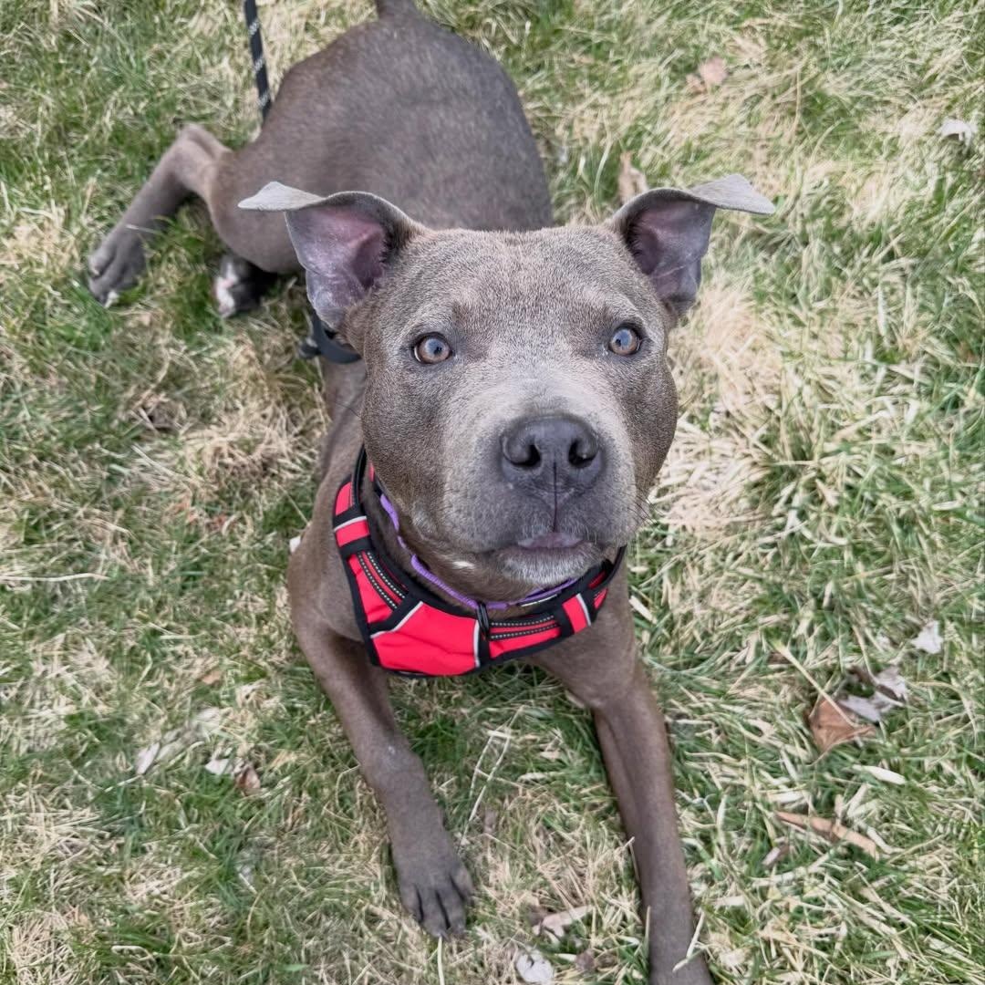 Enlarge Astro, an adopted mixed breed in Detroit, MI image 3/3