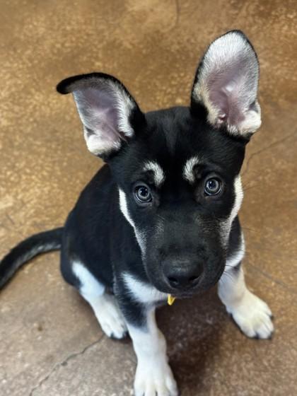 Pascal, adopted, Puppy Male Siberian Husky.