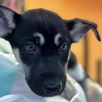 Enlarge Pascal, an adopted Siberian Husky in Stanwood, WA image 2/2