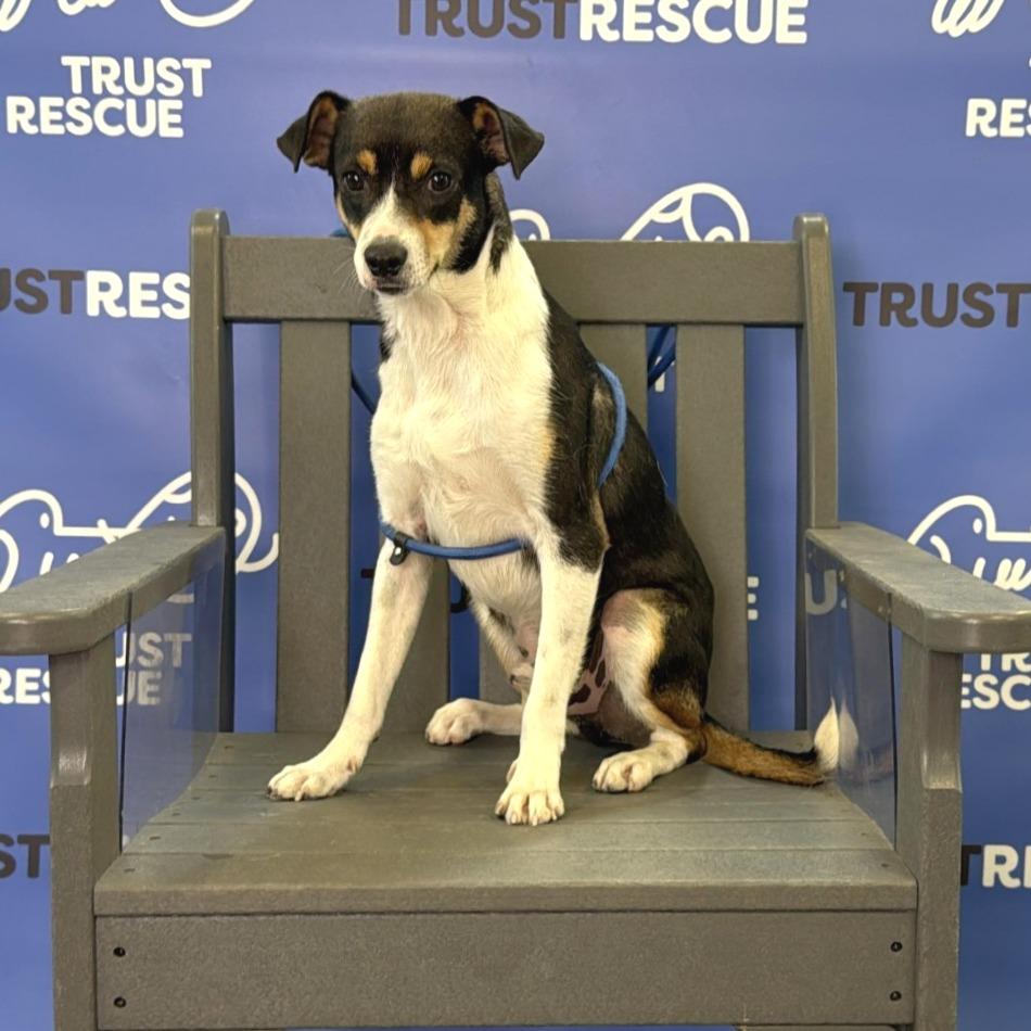 PUFFIN, Adoptable, Adult Male Terrier & Mixed Breed.