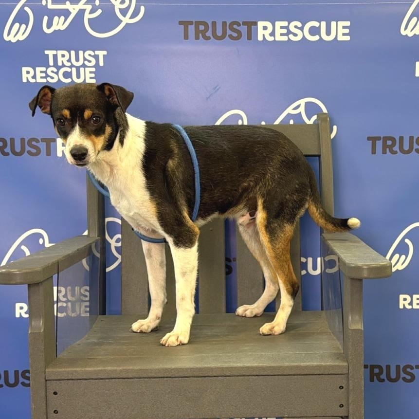 PUFFIN, a Adoptable mixed breed in Berlin, NJ image 2/5