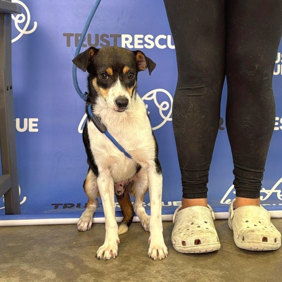 PUFFIN, a Adoptable mixed breed in Berlin, NJ image 3/5
