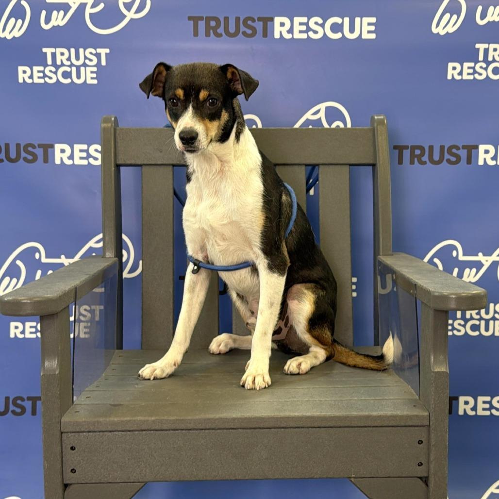 Enlarge PUFFIN, a Adoptable mixed breed in Atco, NJ image 3/6