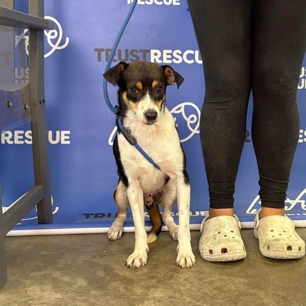 Enlarge PUFFIN, a Adoptable mixed breed in Atco, NJ image 4/6