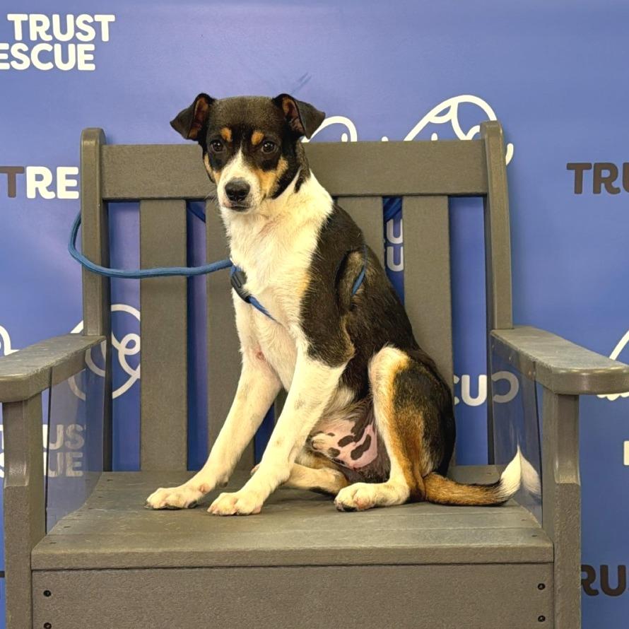 PUFFIN, a Adoptable mixed breed in Berlin, NJ image 4/5