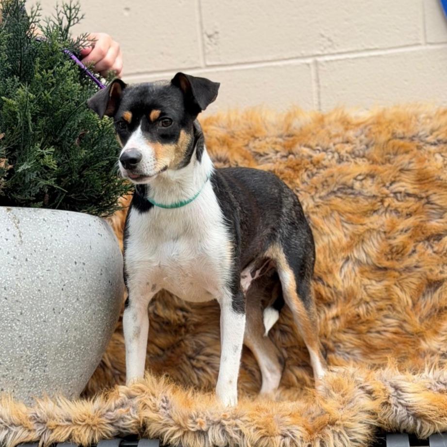PUFFIN, Adoptable, Adult Male Terrier & Mixed Breed.