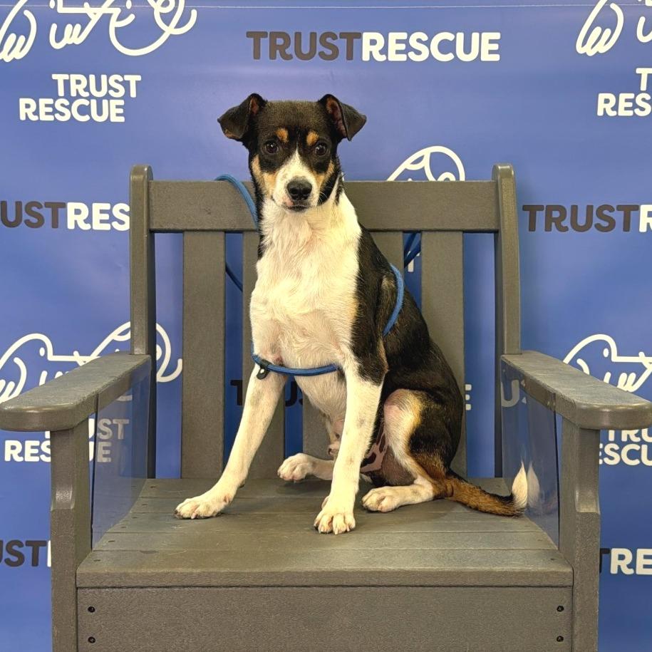 PUFFIN, a Adoptable mixed breed in Berlin, NJ image 5/5